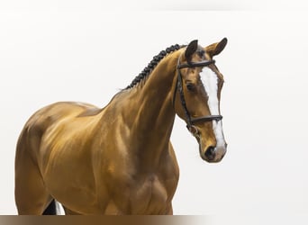 Zangersheide, Ruin, 5 Jaar, 170 cm, Bruin