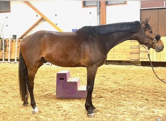 Zangersheide, Ruin, 5 Jaar, 170 cm, Donkerbruin