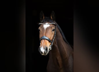 Zangersheide, Ruin, 5 Jaar, 170 cm, Donkerbruin