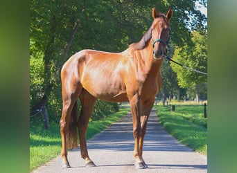 Zangersheide, Ruin, 5 Jaar, 170 cm, Donkere-vos