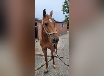 Zangersheide, Ruin, 5 Jaar, 170 cm, Lichtbruin