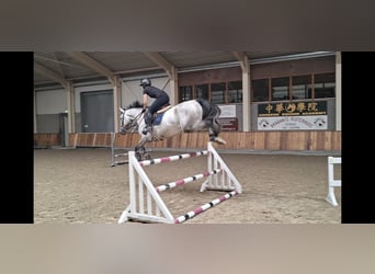 Zangersheide, Ruin, 5 Jaar, 170 cm, Schimmel