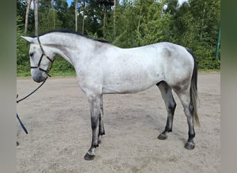 Zangersheide, Ruin, 5 Jaar, 170 cm, Schimmel