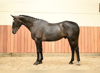 Zangersheide, Ruin, 5 Jaar, 170 cm
