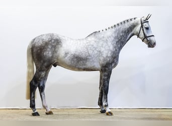 Zangersheide, Ruin, 5 Jaar, 170 cm