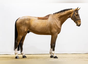 Zangersheide, Ruin, 5 Jaar, 171 cm, Bruin