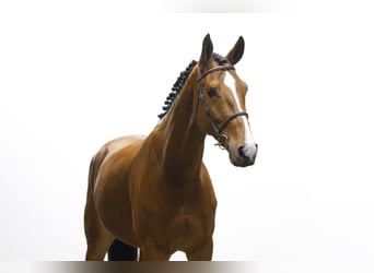 Zangersheide, Ruin, 5 Jaar, 171 cm, Bruin