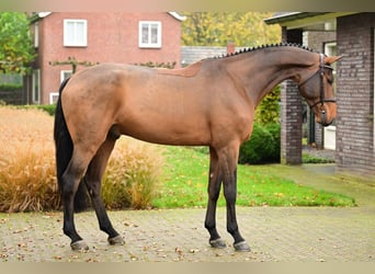 Zangersheider, Wallach, 5 Jahre, 172 cm, Brauner