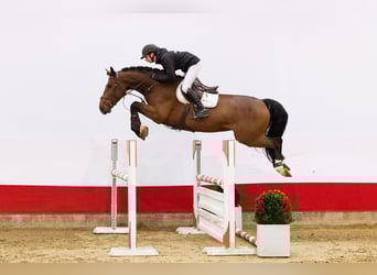 Zangersheide, Ruin, 5 Jaar, 172 cm, Bruin