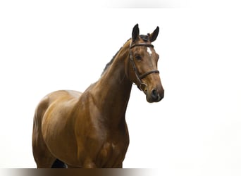 Zangersheide, Ruin, 5 Jaar, 172 cm, Bruin