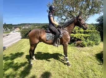 Zangersheide, Ruin, 5 Jaar, 172 cm, Donkerbruin