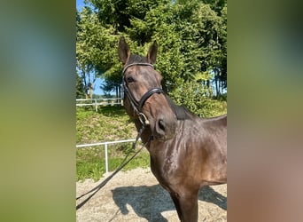 Zangersheide, Ruin, 5 Jaar, 172 cm, Donkerbruin
