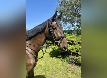 Zangersheide, Ruin, 5 Jaar, 172 cm, Donkerbruin