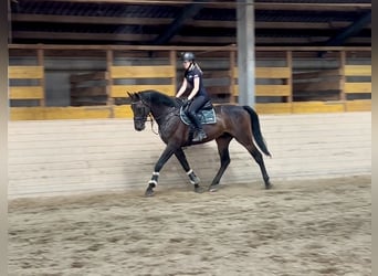 Zangersheide, Ruin, 5 Jaar, 172 cm, Donkerbruin