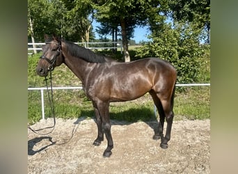 Zangersheide, Ruin, 5 Jaar, 172 cm, Donkerbruin