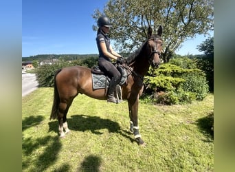Zangersheide, Ruin, 5 Jaar, 172 cm, Donkerbruin