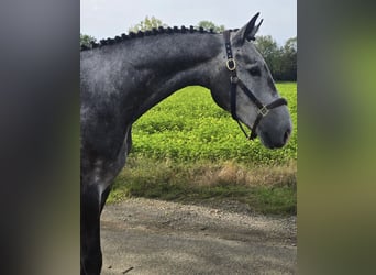 Zangersheider, Wallach, 5 Jahre, 172 cm, Schimmel