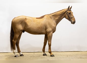 Zangersheide, Ruin, 5 Jaar, 173 cm, Donkere-vos