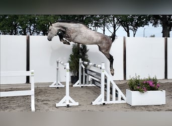 Zangersheide, Ruin, 5 Jaar, 174 cm, Schimmel