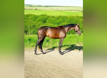 Zangersheider, Wallach, 5 Jahre, 175 cm, Brauner