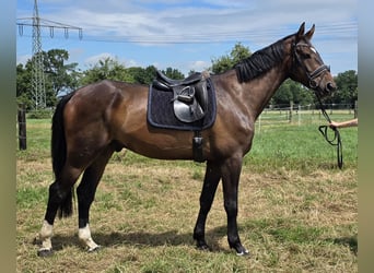 Zangersheide, Ruin, 5 Jaar, 176 cm, Donkerbruin