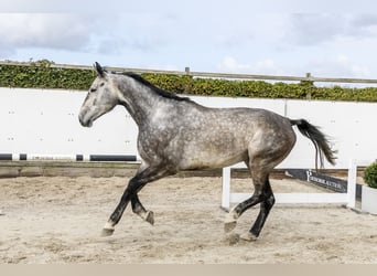 Zangersheide, Ruin, 5 Jaar, 176 cm, Donkerbruin