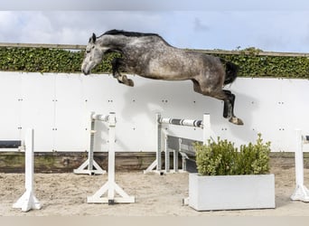 Zangersheide, Ruin, 5 Jaar, 176 cm, Donkerbruin