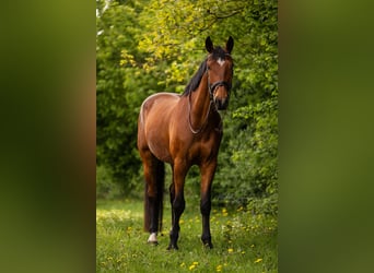 Zangersheide, Ruin, 5 Jaar, 180 cm, Bruin