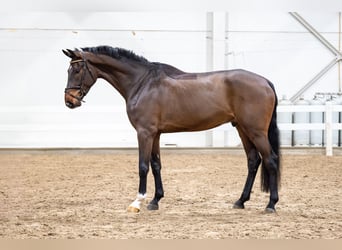 Zangersheide, Ruin, 5 Jaar, 180 cm, Bruin