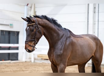 Zangersheide, Ruin, 5 Jaar, 180 cm, Bruin