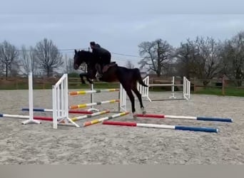 Zangersheide, Ruin, 5 Jaar, 180 cm, Donkerbruin