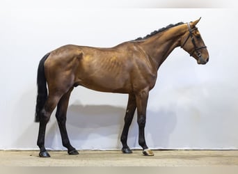 Zangersheide, Ruin, 5 Jaar, 180 cm