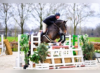 Zangersheide, Ruin, 5 Jaar, Donkerbruin