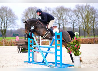 Zangersheide, Ruin, 5 Jaar, Donkerbruin