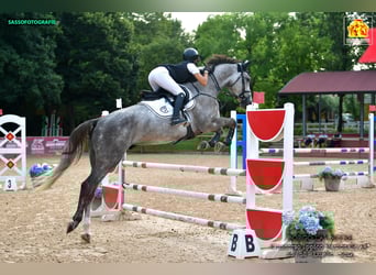 Zangersheide, Ruin, 5 Jaar, Schimmel