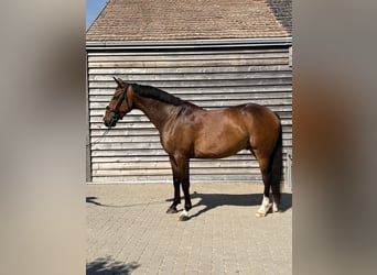 Zangersheide, Ruin, 5 Jaar