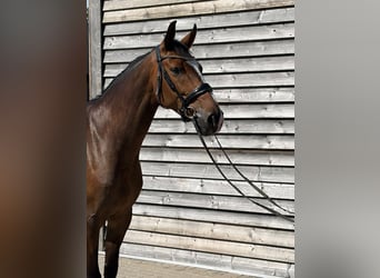 Zangersheide, Ruin, 5 Jaar