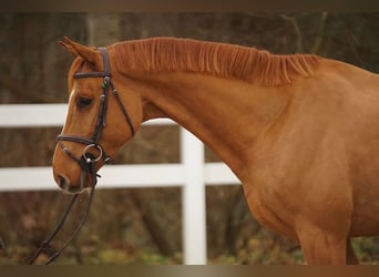 Zangersheide, Ruin, 5 Jaar, Vos