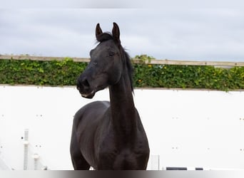 Zangersheide, Ruin, 5 Jaar, Zwartbruin