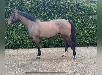 Zangersheide, Ruin, 6 Jaar, 163 cm, Bruin