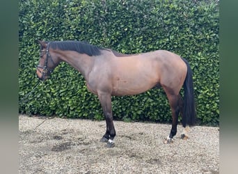 Zangersheide, Ruin, 6 Jaar, 163 cm, Bruin