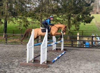 Zangersheide Mix, Ruin, 6 Jaar, 163 cm, Donkere-vos