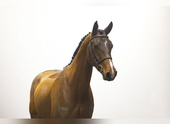 Zangersheide, Ruin, 6 Jaar, 163 cm