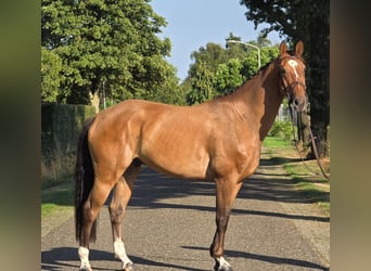 Zangersheide, Ruin, 6 Jaar, 164 cm