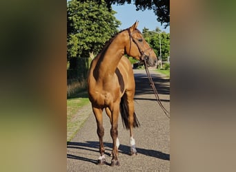 Zangersheide, Ruin, 6 Jaar, 164 cm