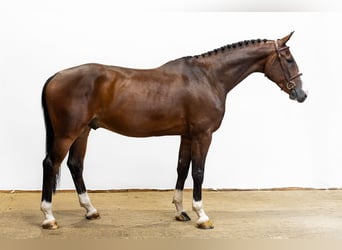 Zangersheide, Ruin, 6 Jaar, 165 cm, Bruin