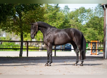 Zangersheide, Ruin, 6 Jaar, 166 cm, Zwart