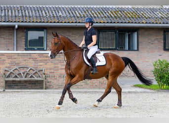 Zangersheide, Ruin, 6 Jaar, 167 cm, Bruin