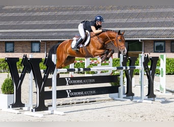 Zangersheide, Ruin, 6 Jaar, 167 cm, Bruin