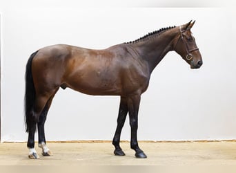 Zangersheide, Ruin, 6 Jaar, 167 cm, Bruin